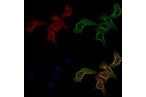 ABIN6261680 and ABIN6268889 staining Hela cells by IF/ICC. (FAS antibody  (C-Term))