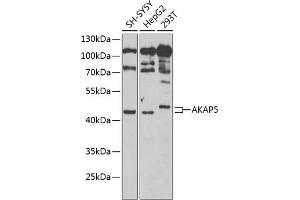 Western blot analysis of extracts of various cell lines, using  Antibody (ABIN6129179, ABIN6136708, ABIN6136710 and ABIN6222176) at 1:1000 dilution. (AKAP5 antibody  (AA 1-270))