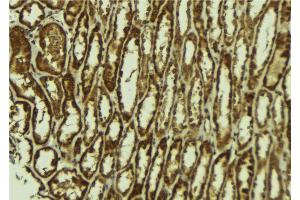 ABIN6272547 at 1/100 staining Mouse kidney tissue by IHC-P. (MINA antibody)