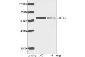 Western blot analysis of human C-Fos recombinant protein using Rabbit Anti-C-Fos Polyclonal Antibody (ABIN399020, 1 µg/mL) The signal was developed with IRDyeTM 800 Conjugated Goat Anti-Rabbit IgG. (c-FOS antibody  (AA 250-300))