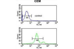 ACCN2 Antibody (C-term) flow cytometric analysis of CEM cells (bottom histogram) compared to a negative control cell (top histogram). (ASIC1 antibody  (C-Term))