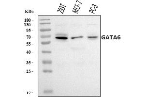 Western blot analysis of GATA6 using anti-GATA6 antibody (ABIN7599662).