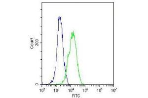 Intracellular FACS testing of human U2OS cells with GARS antibody (green) and isotype control (blue) at 1:25. (GARS antibody  (AA 15-305))