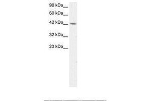Image no. 2 for anti-Transcription Factor AP-4 (Activating Enhancer Binding Protein 4) (TFAP4) (AA 264-313) antibody (ABIN202277) (TFAP4 antibody  (AA 264-313))
