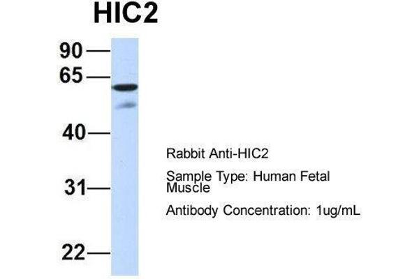 HIC2 antibody  (Middle Region)