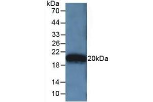 Detection of Recombinant APOA5, Human using Polyclonal Antibody to Apolipoprotein A5 (APOA5) (APOA5 antibody  (AA 167-335))
