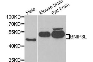 Western Blotting (WB) image for anti-BCL2/adenovirus E1B 19kDa Interacting Protein 3-Like (BNIP3L) antibody (ABIN1980299) (BNIP3L/NIX antibody)