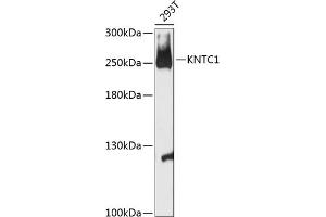 Western blot analysis of extracts of 293T cells, using KNTC1 antibody (ABIN6128162, ABIN6142987, ABIN6142988 and ABIN6216914) at 1:3000 dilution. (KNTC1 antibody  (AA 900-1100))