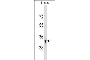 HIBADH Antibody (N-term) (ABIN1538839 and ABIN2849398) western blot analysis in Hela cell line lysates (35 μg/lane).