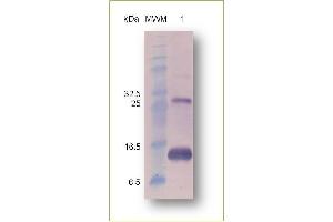 Western Blotting (WB) image for Inhibin, beta A (INHBA) protein (His tag) (ABIN573783)