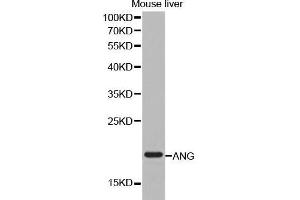 Western Blotting (WB) image for anti-Angiogenin (ANG) (AA 25-147) antibody (ABIN6218608) (ANG antibody  (AA 25-147))