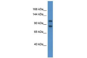 WB Suggested Anti-Nbr1 Antibody Titration: 0. (NBR1 antibody  (C-Term))