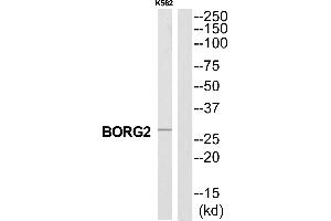 Western blot analysis of extracts from K562 cells, using CDC42EP3 antibody.