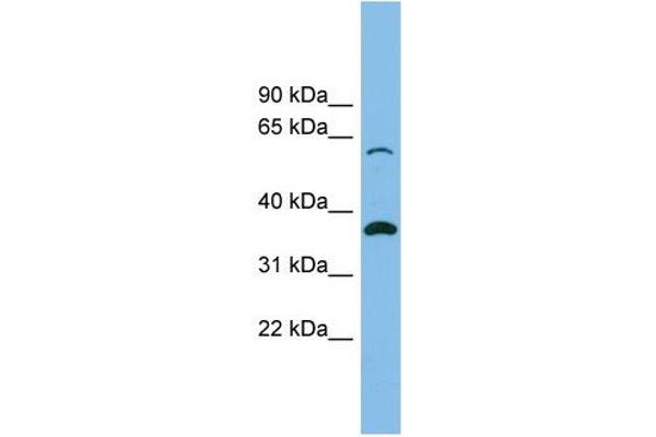 SLC25A4 Antikörper  (N-Term)