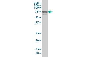 Myoneurin antibody  (AA 501-610)