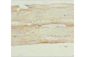 Immunohistochemistry of paraffin-embedded human skeletal muscle tissue using ABIN7161157 at dilution of 1:100 (NPHP3 antibody  (AA 1-130))