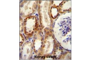 Image no. 2 for anti-5'-Nucleotidase, Ecto (CD73) (NT5E) (AA 1-30), (N-Term) antibody (ABIN357389) (CD73 antibody  (N-Term))