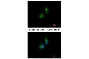 ICC/IF Image Immunofluorescence analysis of methanol-fixed A549, using PDIR, antibody at 1:200 dilution. (PDIA5 antibody)