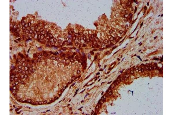 ELP4 antibody  (AA 117-223)