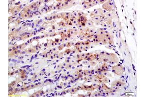 Formalin-fixed and paraffin embedded mouse stomach labeled with Anti-Caveolin-3 Polyclonal Antibody, Unconjugated (ABIN701560) at 1:200 followed by conjugation to the secondary antibody and DAB staining. (Caveolin 3 antibody  (AA 95-151))