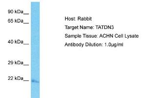 Host: Rabbit Target Name: TATDN3 Sample Tissue: Human ACHN Whole Cell  Antibody Dilution: 1ug/ml (TATDN3 antibody  (C-Term))