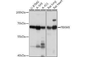 Western blot analysis of extracts of various cell lines, using FBXW8 Rabbit pAb (ABIN7267083) at 1:1000 dilution. (FBXW8 antibody)