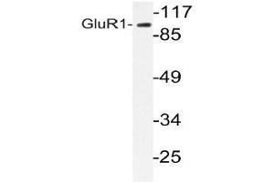 Western blot analysis of GluR1 antibody in extracts from COS-7 cells. (Glutamate Receptor 1 antibody)