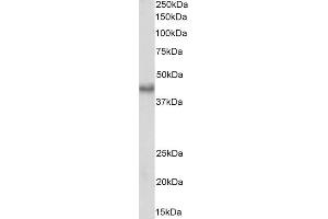Western Blotting (WB) image for anti-BMI1 Polycomb Ring Finger Oncogene (BMI1) (AA 237-251) antibody (ABIN5539767)