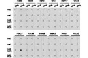 Dot-blot analysis of all sorts of methylation peptides using H3K27me2 antibody. (Histone 3 antibody  (H3K27me2))