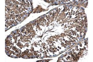 IHC-P Image AP4M1 antibody [N1C1] detects AP4M1 protein at cytoplasm in mouse testis by immunohistochemical analysis. (AP4M1 antibody  (Center))