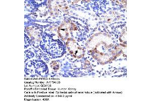 Human kidney (RIMS3 antibody  (C-Term))