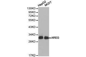 Western Blotting (WB) image for anti-Amphiregulin (AREG) antibody (ABIN1871064) (Amphiregulin antibody)