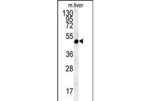 NI Antibody (N-term) (ABIN654036 and ABIN2843947) western blot analysis in mouse liver tissue lysates (15 μg/lane). (NIPAL4 antibody  (N-Term))