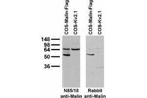 Immunoblot against extracts of COS cells transiently transfected with Flag-tagged Malin or untagged Kv2.