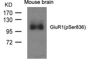 Western blot analysis of extracts from mouse brain and using GluR1(phospho-Ser836) Antibody. (Glutamate Receptor 1 antibody  (pSer836))