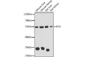 Western blot analysis of extracts of various cell lines, using ECI2 Rabbit pAb  at 1:3000 dilution. (PECI/ECI2 antibody  (AA 1-364))