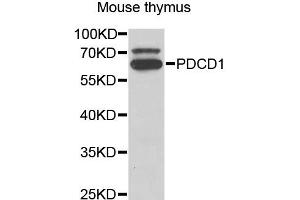 Western blot analysis of extracts of mouse thymus, using PDCD1 antibody (ABIN5973254) at 1/1000 dilution. (PD-1 antibody)