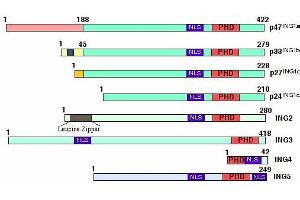 Figure shows the structural features of the inhibitor of growth (ING) protein family members. (ING5 antibody  (AA 127-140))