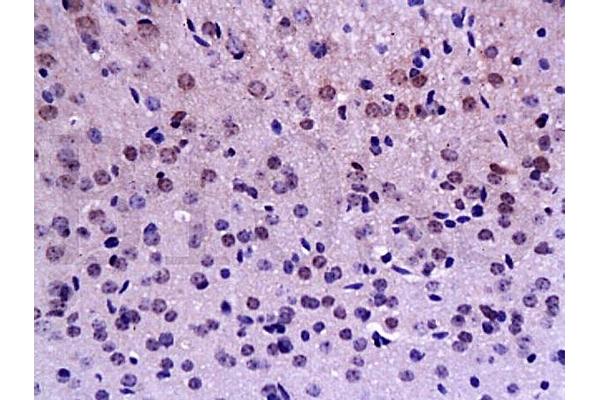 BrdU antibody