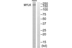 Western blot analysis of extracts from HepG2 cells, using MYLK antibody. (MYLK antibody  (Internal Region))