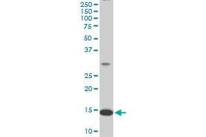 RPL36A monoclonal antibody (M02), clone 6H1. (RPL36A antibody  (AA 7-106))