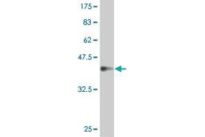 Western Blot detection against Immunogen (37. (IFNA1 antibody  (AA 24-133))