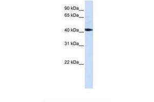 Image no. 1 for anti-serine/threonine Kinase 17a (STK17A) (C-Term) antibody (ABIN6739079) (STK17A antibody  (C-Term))