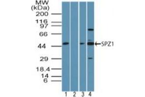 Image no. 2 for anti-Spermatogenic Leucine Zipper 1 (SPZ1) (AA 40-90) antibody (ABIN960358)
