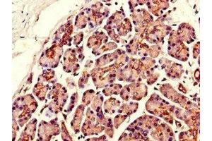 Immunohistochemistry of paraffin-embedded human pancreatic tissue using ABIN7170305 at dilution of 1:100 (Solute Carrier Organic Anion Transporter Family, Member 3A1 (SLCO3A1) (AA 439-539) antibody)