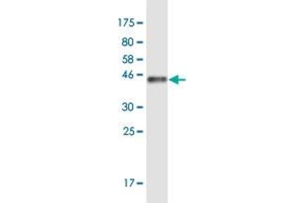 SCP2D1 antibody  (AA 1-156)