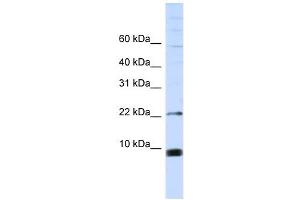 SNRPF antibody used at 1 ug/ml to detect target protein. (SNRPF antibody  (Middle Region))