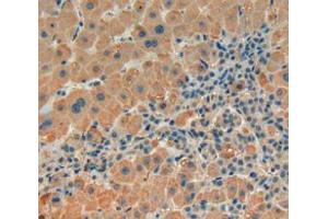 IHC-P analysis of liver tissue, with DAB staining. (Thrombospondin 1 antibody  (AA 24-221))