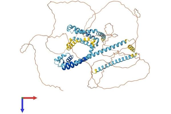 CATSPER1 Protein (AA 1-780) (His tag)