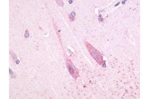 Immunohistochemical staining of Brain (Neuron) using anti- TAAR1 antibody ABIN122429 (TAAR1 antibody  (Cytoplasmic Domain))